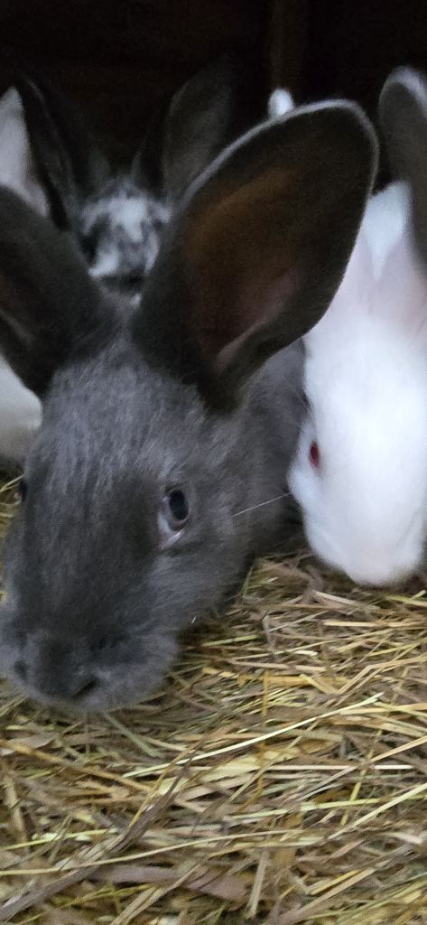 Rabbits New Zealand cross Continental 