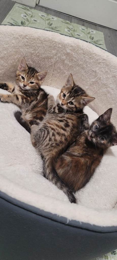 8 weeks kittens ready to find loving families 