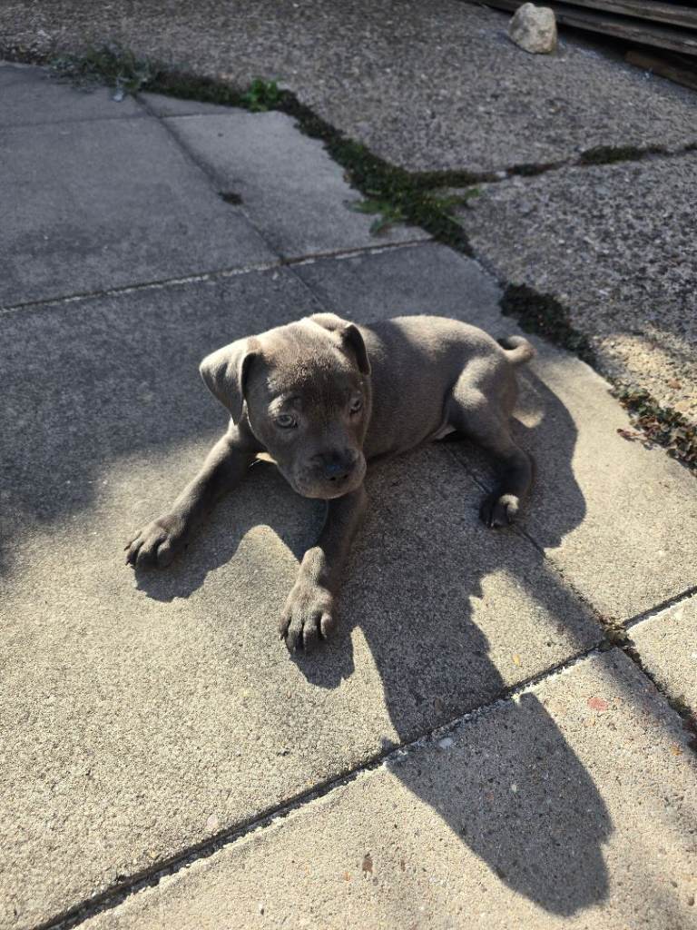 blue Staffordshire bull terrier puppy