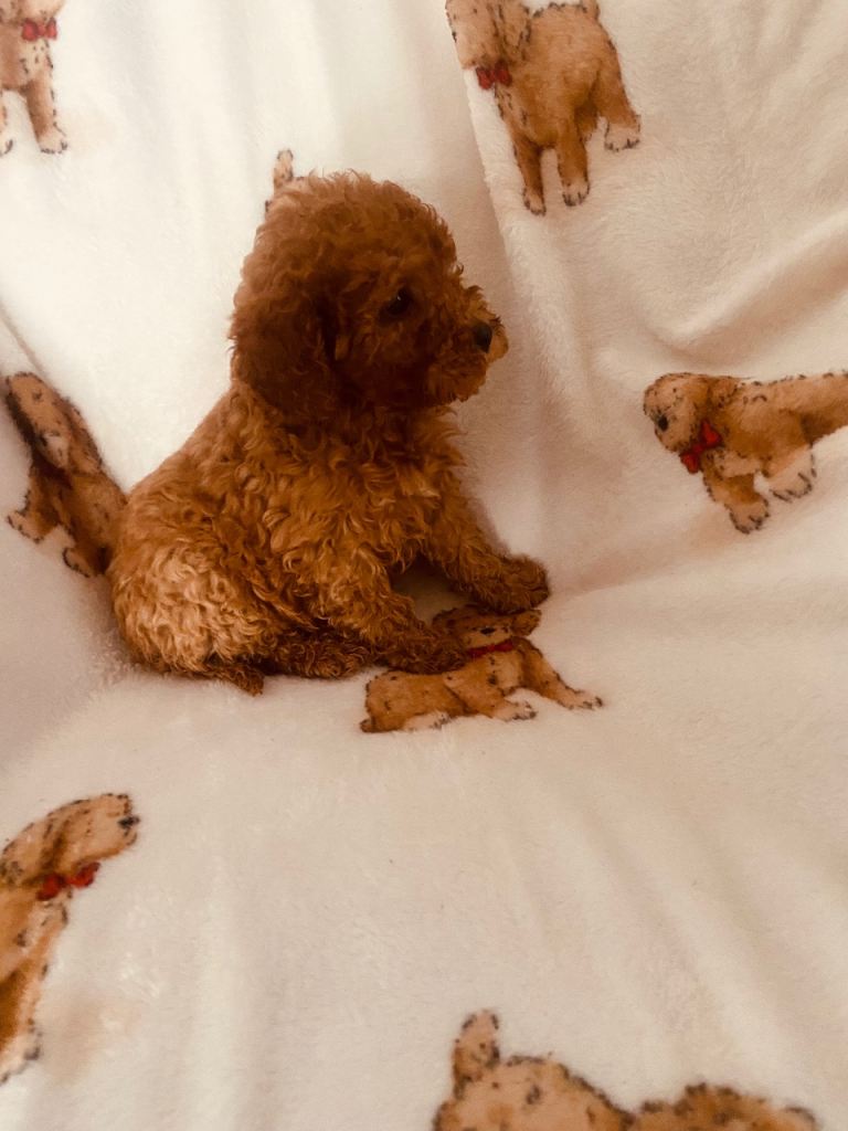 Miniature cockapoo puppies 