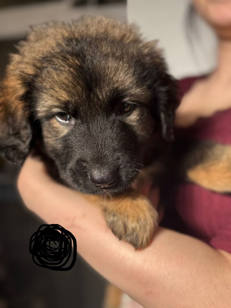 Caucasian shepherd puppies 