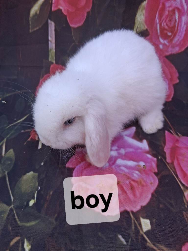 Mini lop babies
