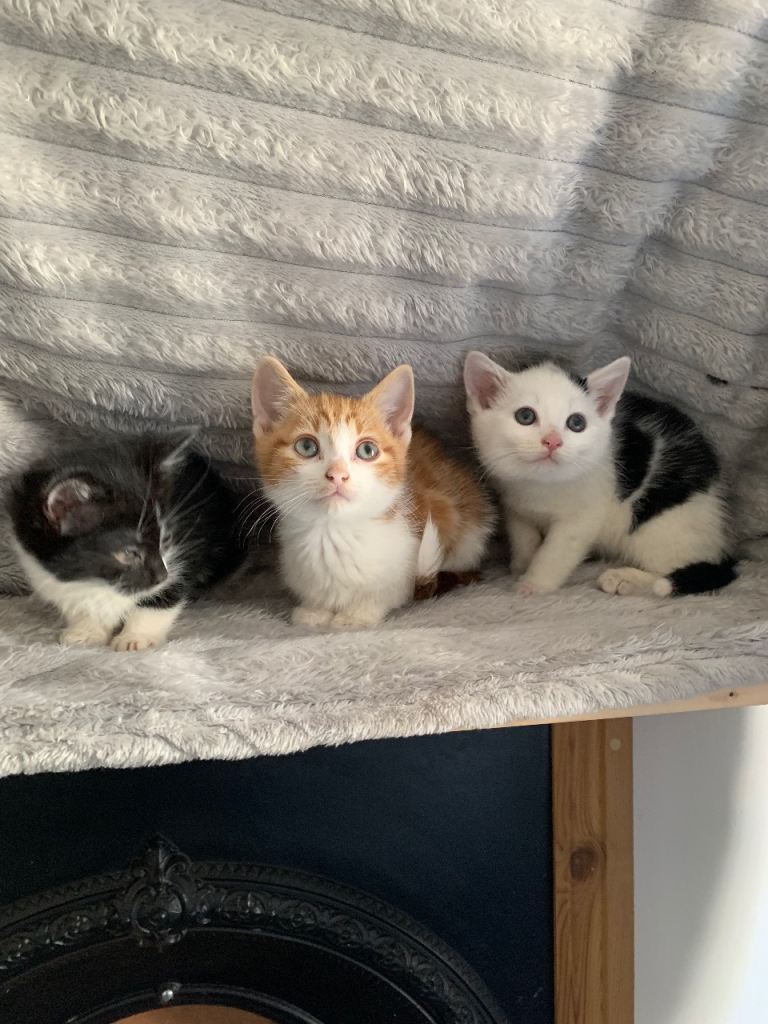 Beatiful kittens ready for 5 ⭐ homes 
