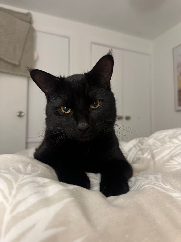 Two very loving cats 