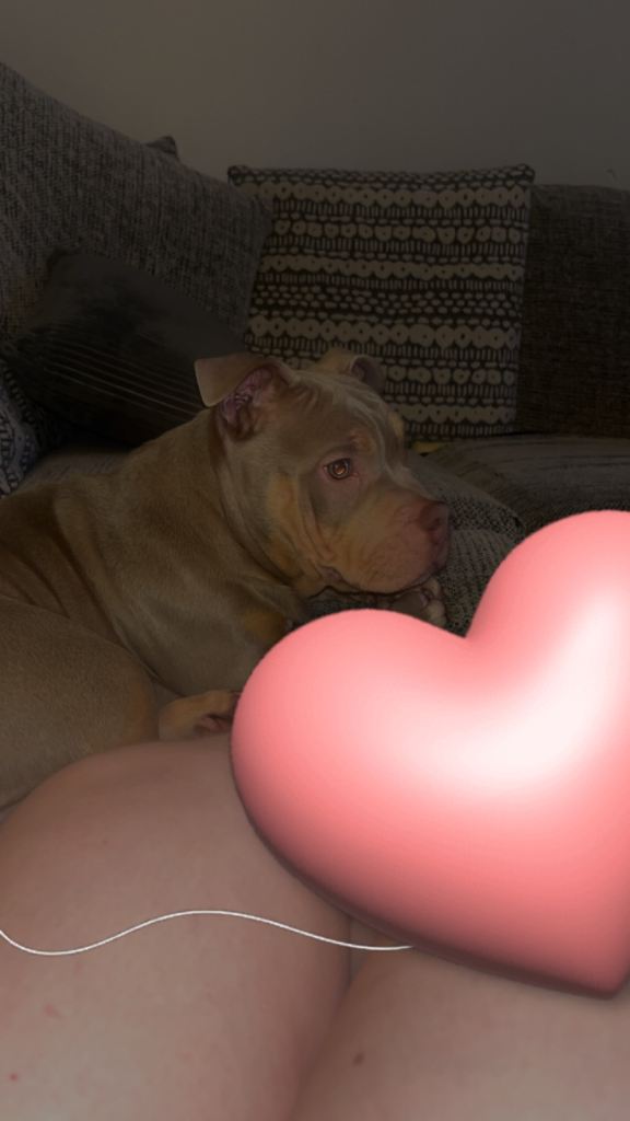 american pocket bully