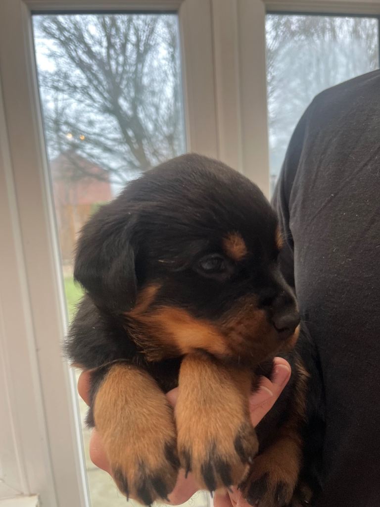 -Beautiful Rottweiler puppies (Burton on Trent)