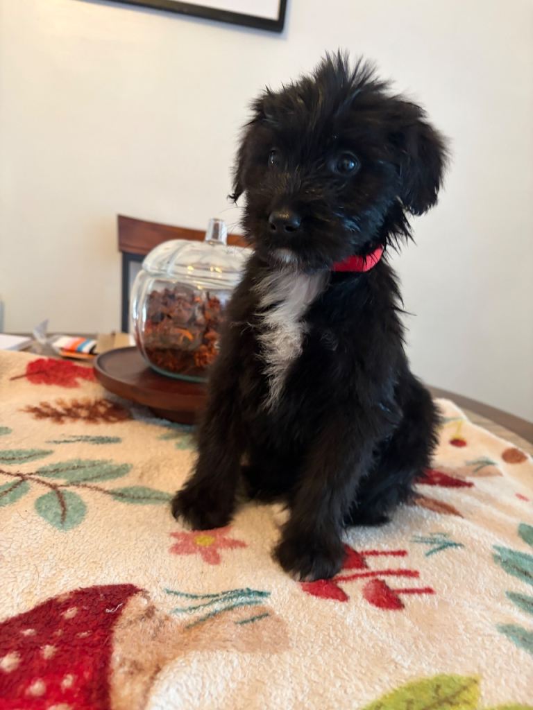 Beautiful bordoodles
