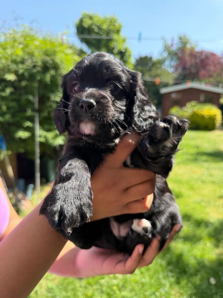 Puppy 