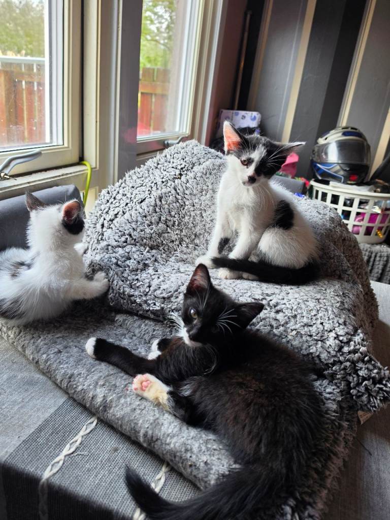 Three Adorable Black & White Kittens Ready for New Homes