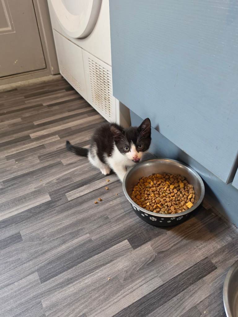 3 kittens