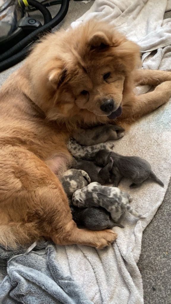 Chow chow pups