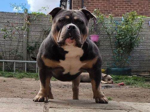 American pocket bully 