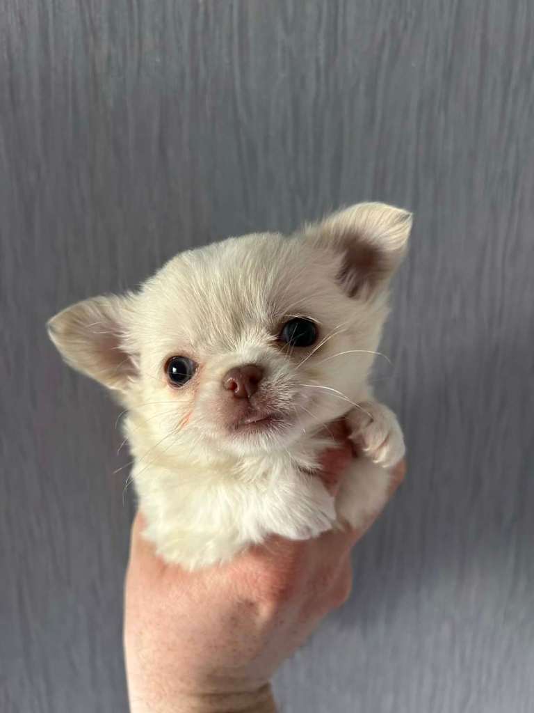 KC Registered Chihuahua Girl