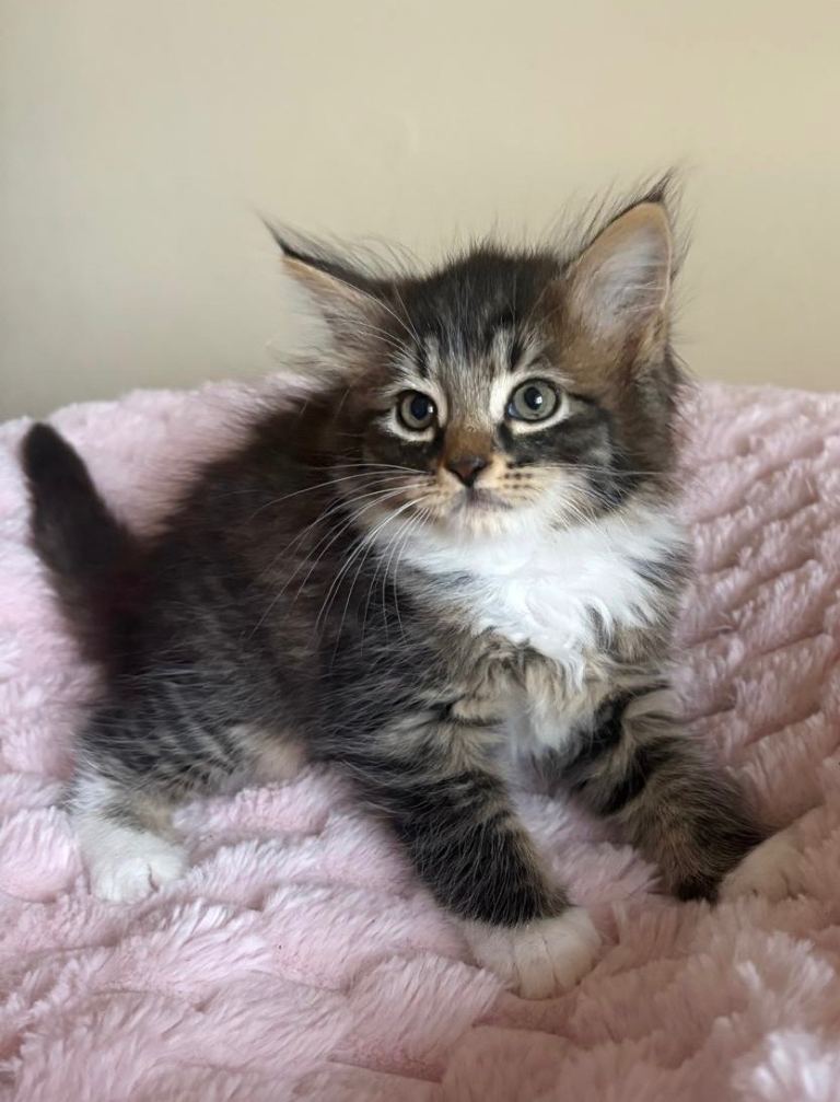 Fluffy Tabby Maine Coon Cross Kittens 