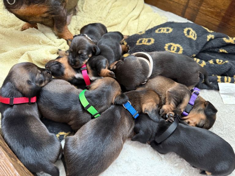 Wire hair dachshunds 