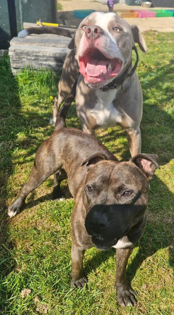 Staffie