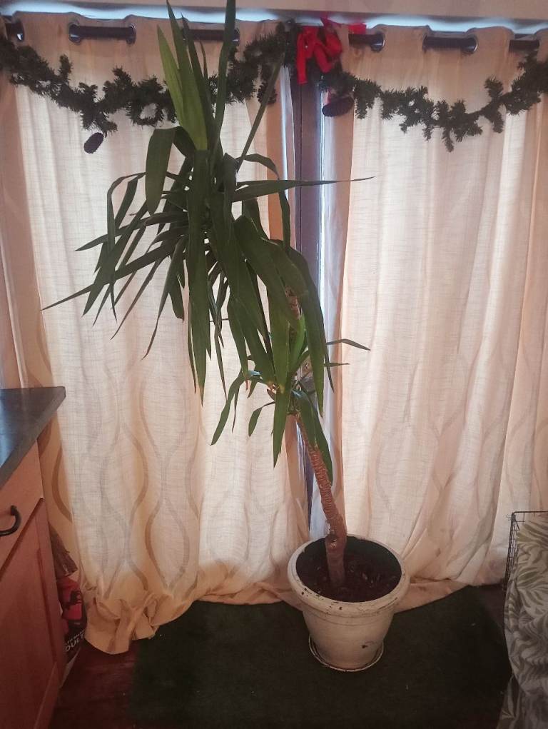 190cm yucca outdoor/indoor plant houseplant yukka