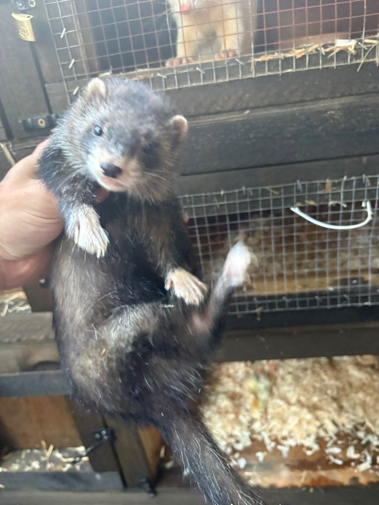 Ferret Jill 
