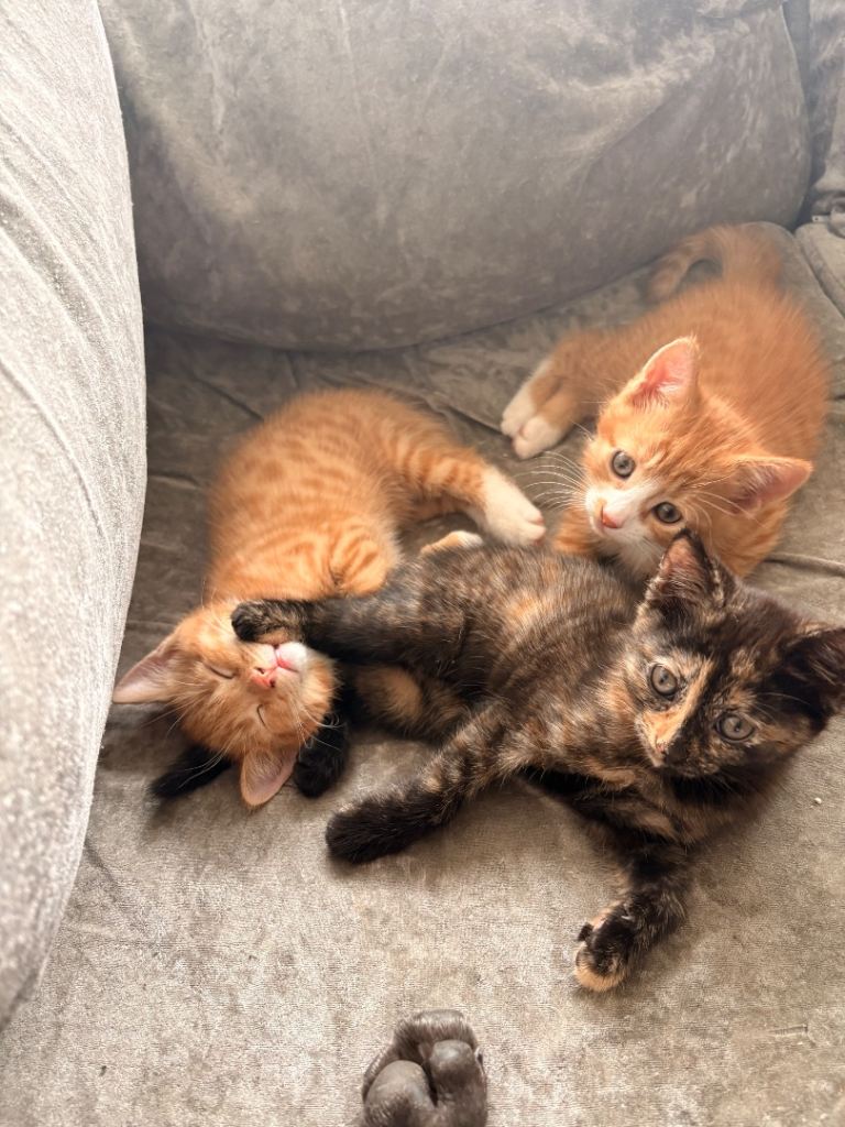 3 kittens for sale