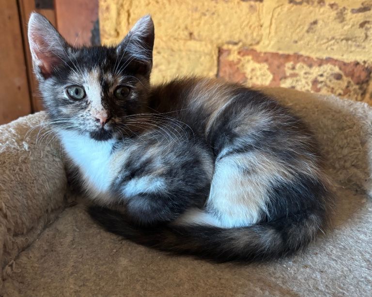 Kittens- ready for new family now