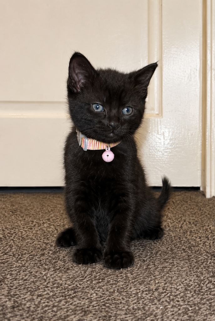 🐾 🐾 🐾 Adorable kittens 🐾🐾🐾