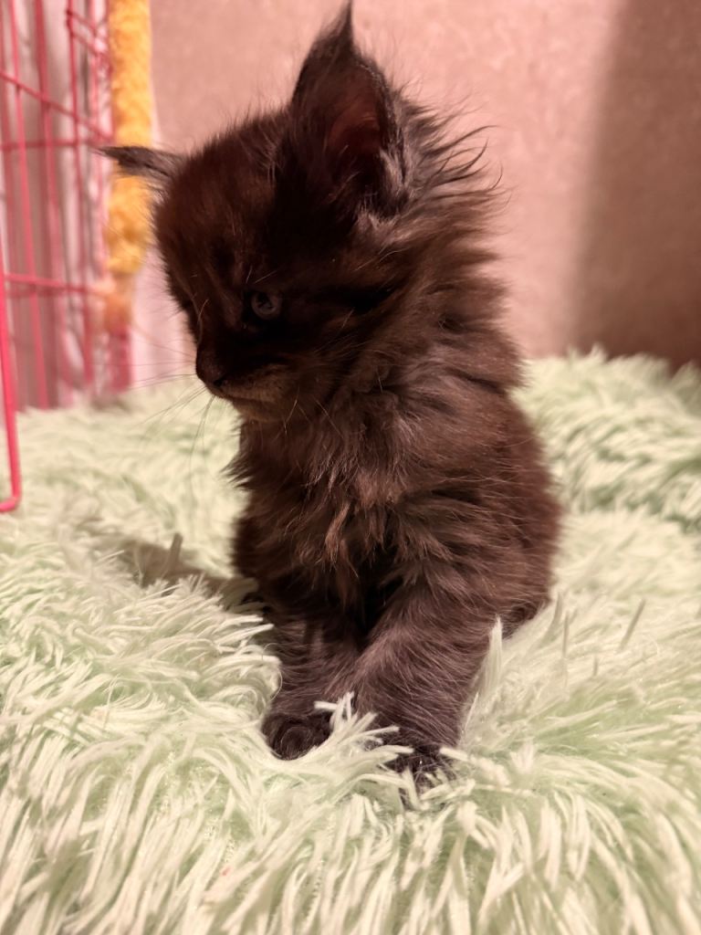 Maine coon x ragdoll boys 