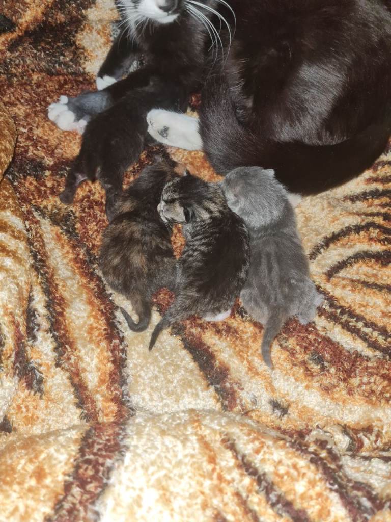 Lovely female kittens