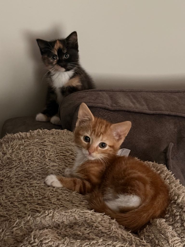 8 week old kittens ready to go 