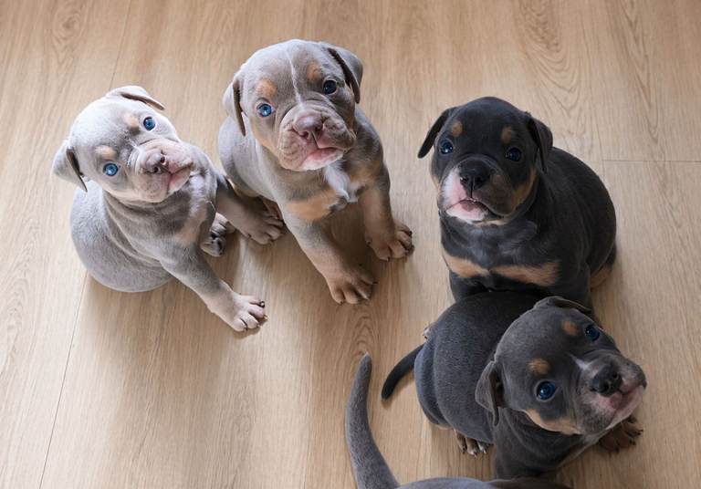 Olde english bulldogges