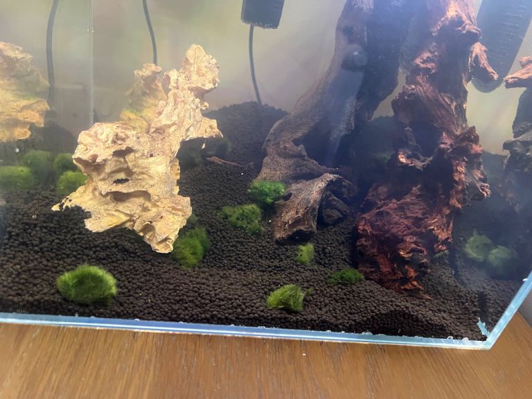 26L Rimless cube tank brand new set up 20th April.