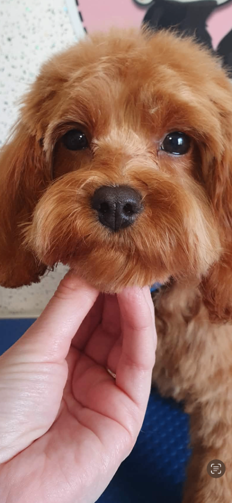 Toy Cavapoo female 