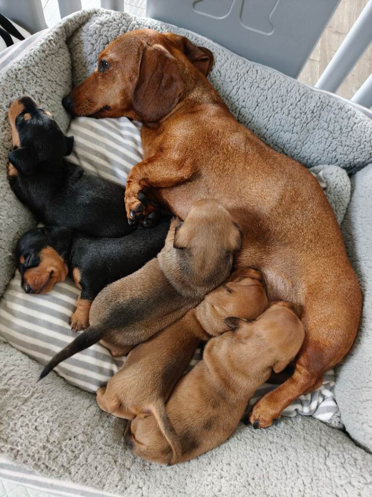 Miniature Dachshund Puppies