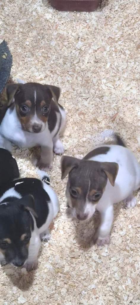 Jack Russell puppies 