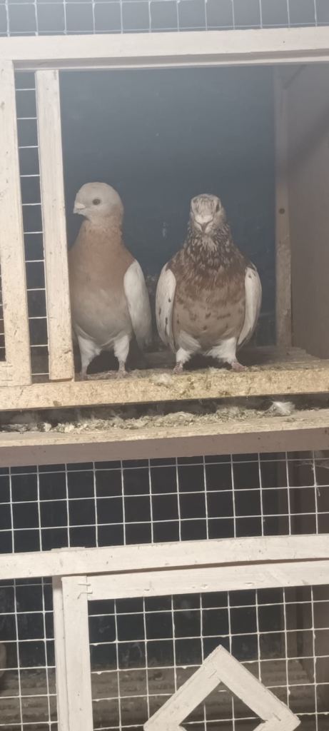Pigeons 