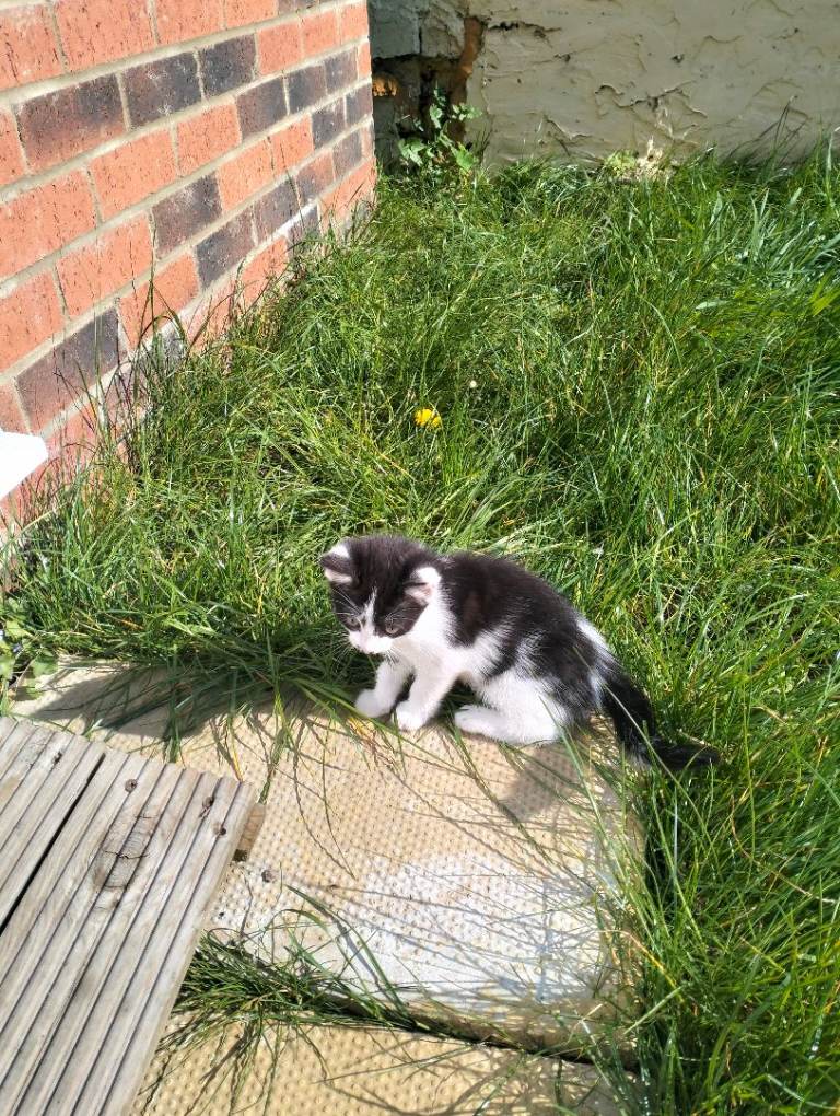 Beautiful Japanese bobtail / ragdoll kittens 