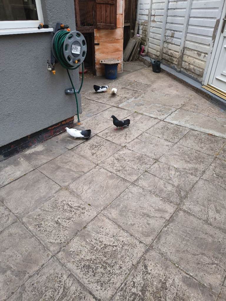 Pigeon for sale 