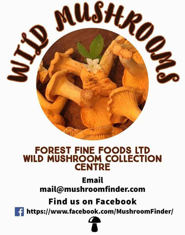 Scottish Wild Mushrooms Wanted