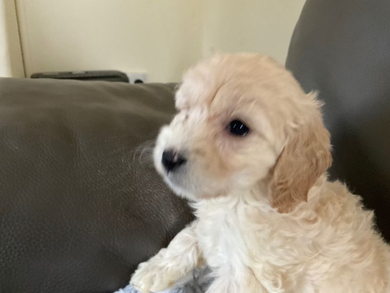 FI Toy Cockapoos for sale