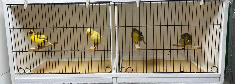 Double cage and four canaries
