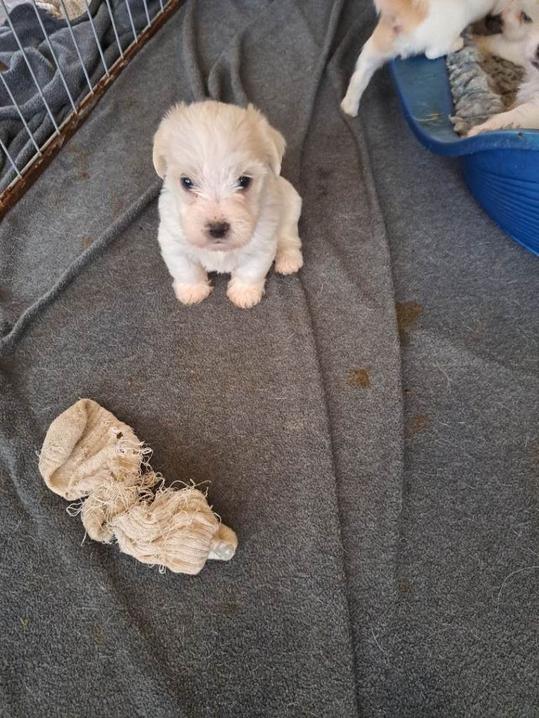 Jug puppies