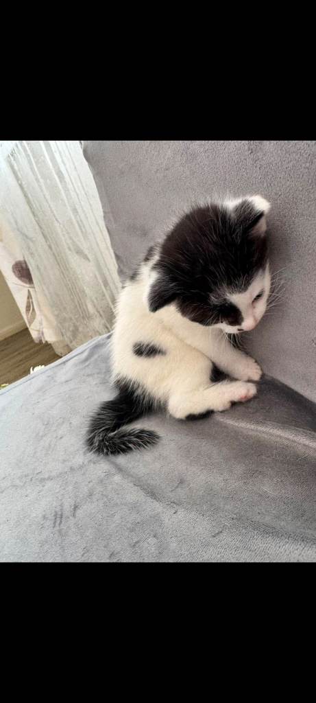 Cat for sale