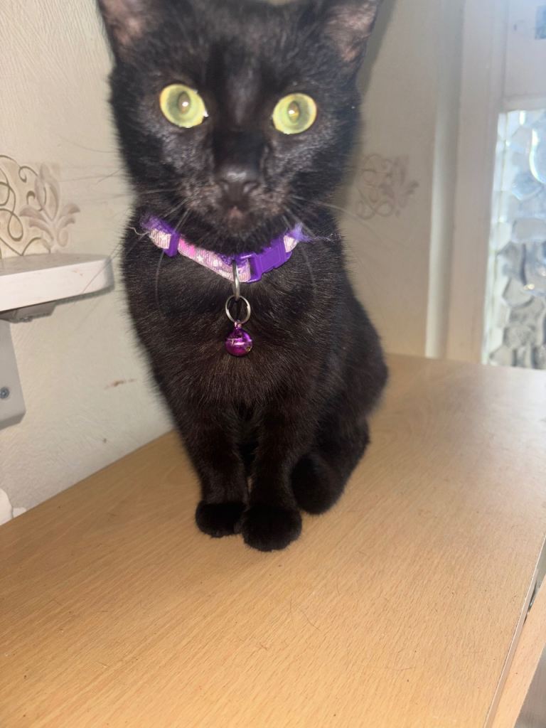Black Kittens