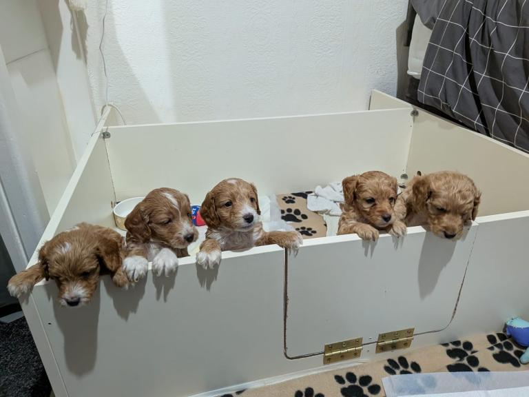 ⭐️ Stunning F1b toy cockapoo’s ⭐️