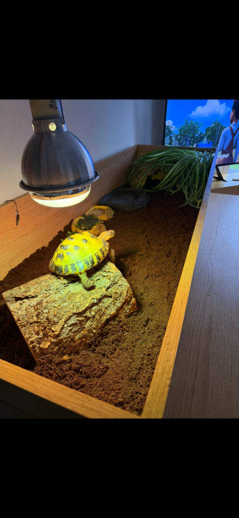 6 foot tortoise table 
