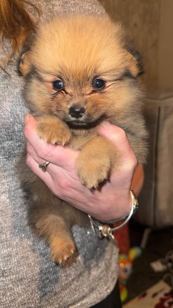 Pomeranians for sale