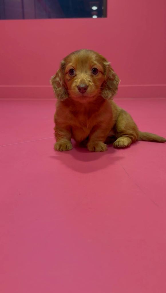 Stunning LH Miniature Dachshund Puppies 