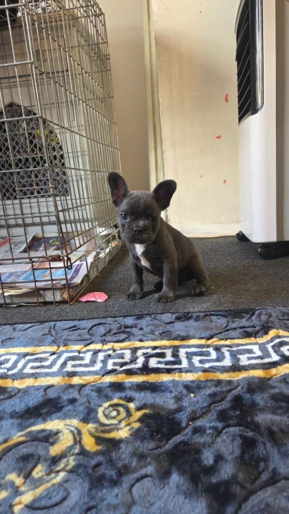French bulldogs 3 girls left