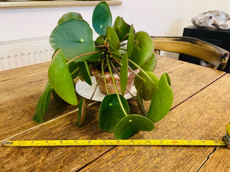 Pilea (Chinese money plant) houseplant
