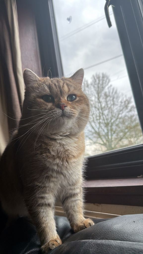 Scottish Boy for a good home