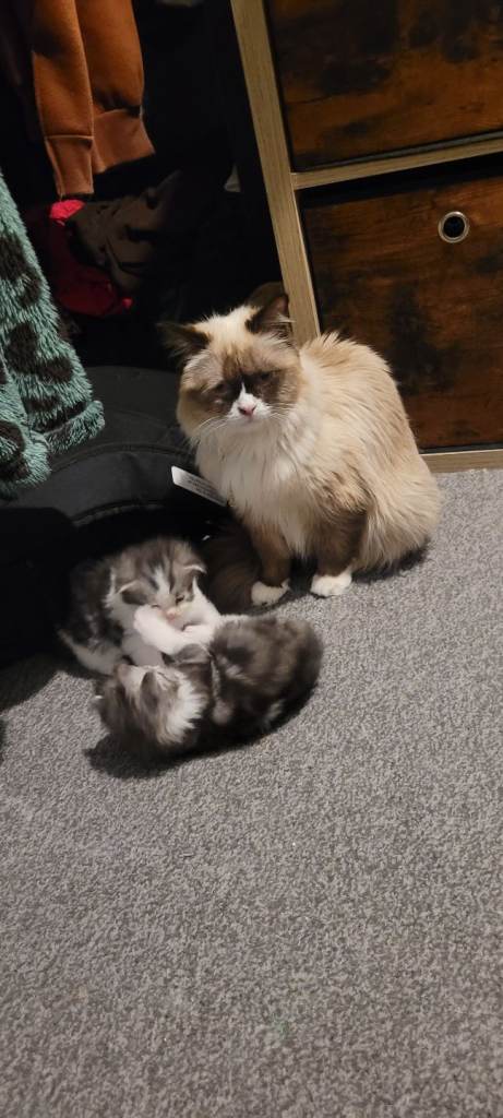 Mainecoon x ragdoll kittens 